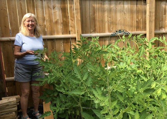 Julie’s garden has turned out to be a full-time project. We will have tomatoes for the masses!