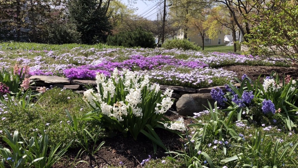 ....and by the week’s end Spring returns....A flowery front yard on Clinton St.