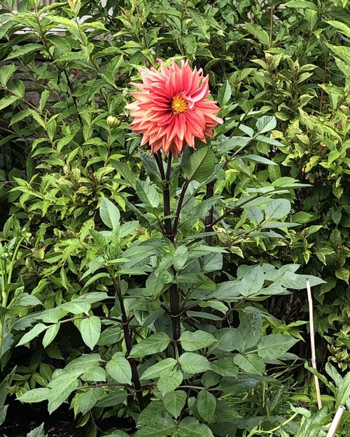 A dahlia from Julie’s garden