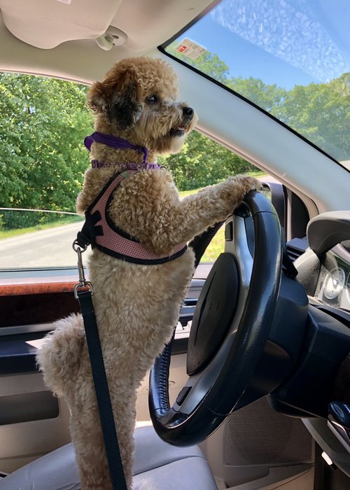 Penny the wonder dog driving us crazy!