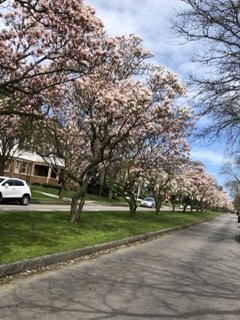 Oxford Street in Rochester New York has had a mall with magnolia trees for over 100 years. This y...