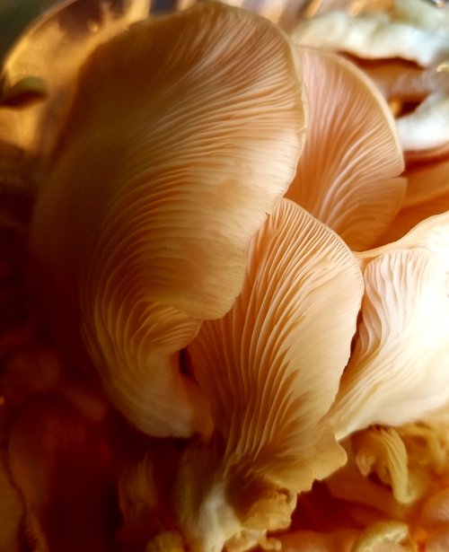 We used&nbsp;these velvety pink oyster mushrooms that we purchased from the grower at the Saturda...