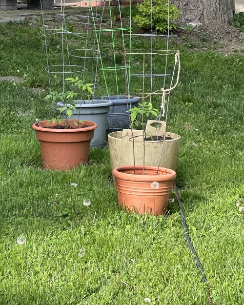 Peppers and tomatoes in pots are also successful