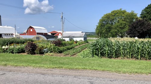Local farm gardens are filling up with fresh produce