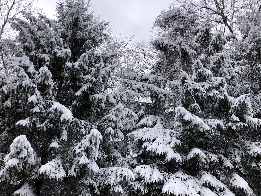 Snowy pines&hellip;