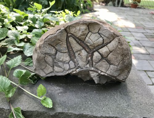 Julie has a new pet&hellip;.a turtle rock