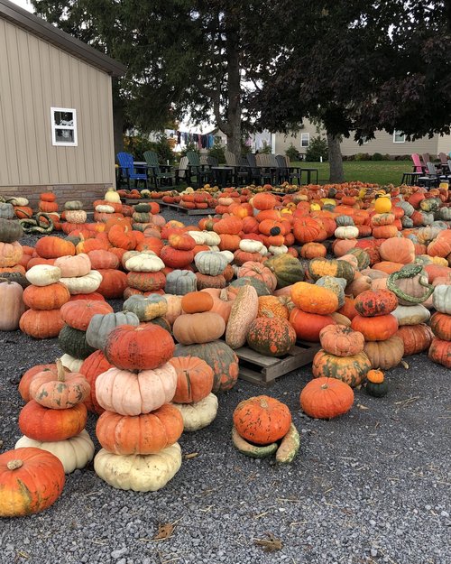 So many pumpkins how can you choose?