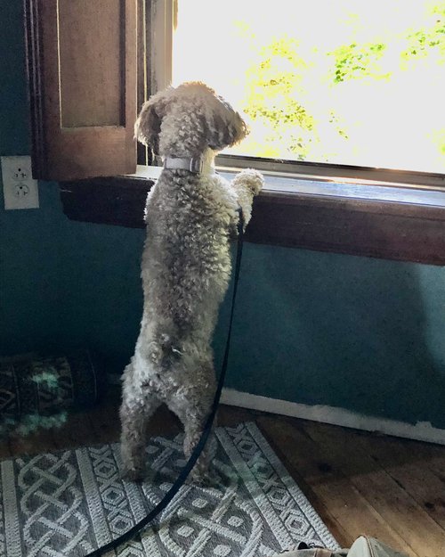 Penny looks out the window waiting for her mom, Grace, who is in Cincinnati on vacation