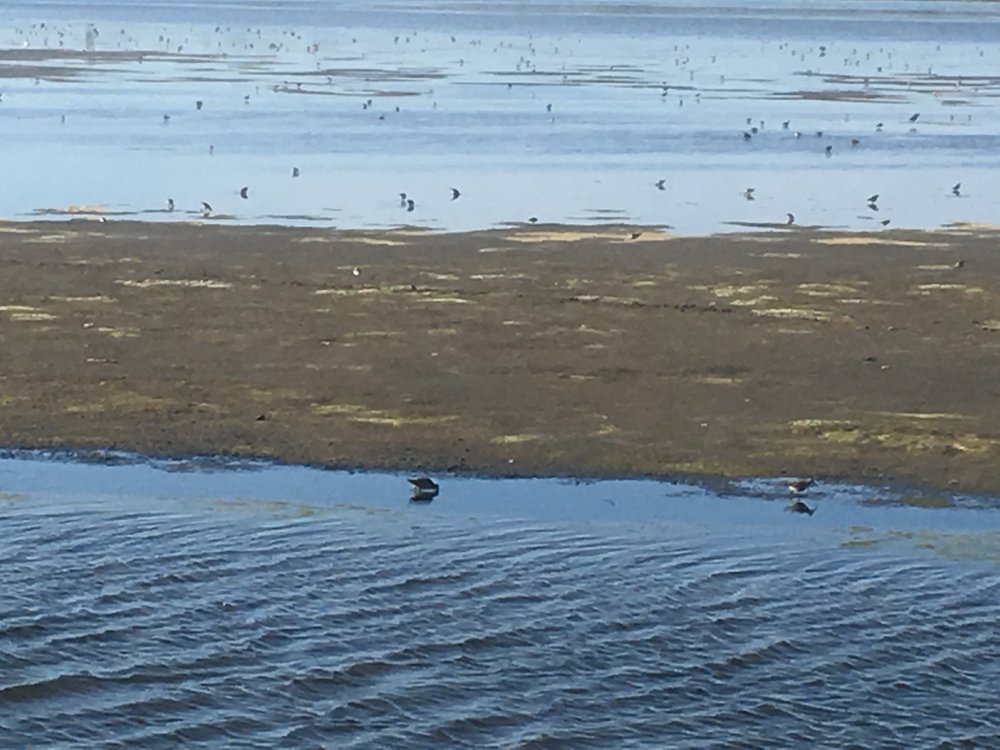 Tidal marsh on Assateague Island National Wildlife Refuge.