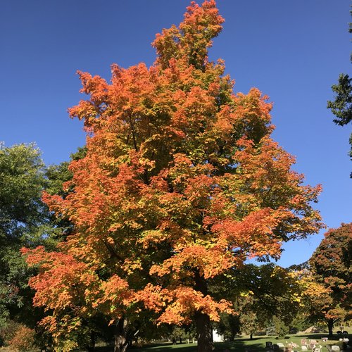 Fall colors in Penn Yan are just beginning their brilliance.