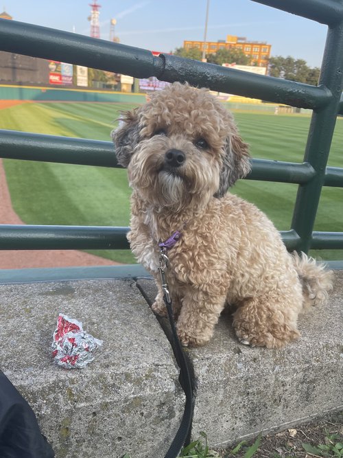 My favorite all star at the baseball game&hellip;..Penny. I heard, from a reliable source, that s...