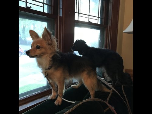 Ike and Tina guard explore the new neighborhood.