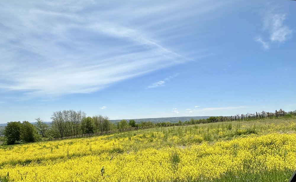 Spring scenes from Yates County.&hellip;.mustard greens&hellip;.that means the cardoons will be n...