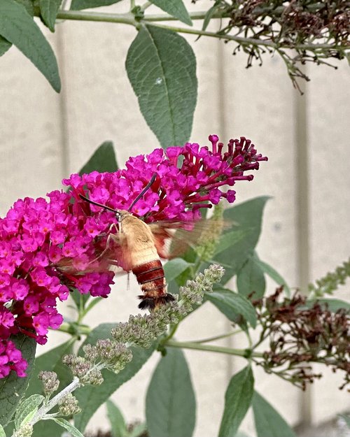 Hummingbird moth seen at Bubba’s Bait shop