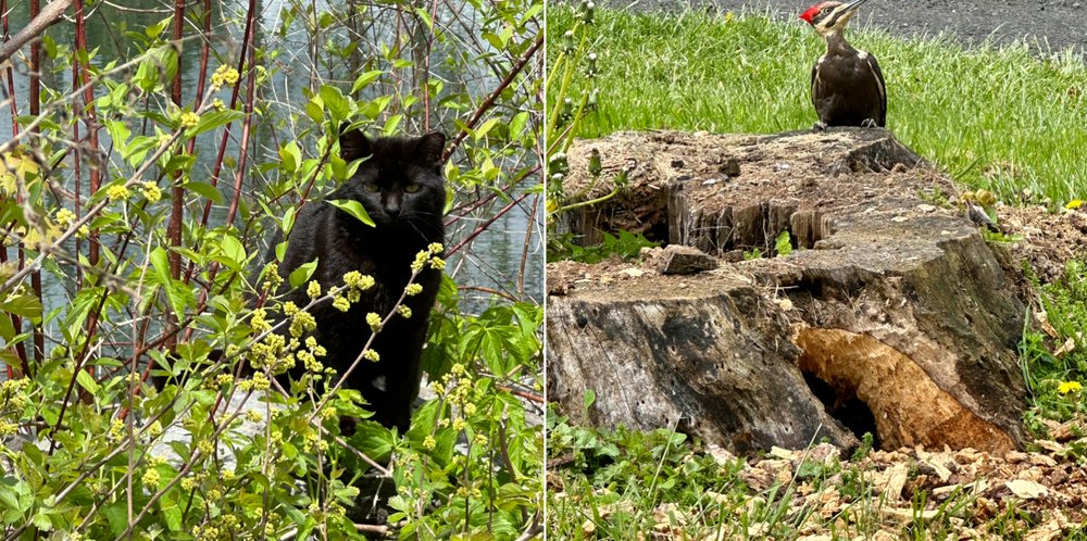 I saw these two guys on Sunday while I was exploring the Keuka Outlet Trail in search for wild ca...