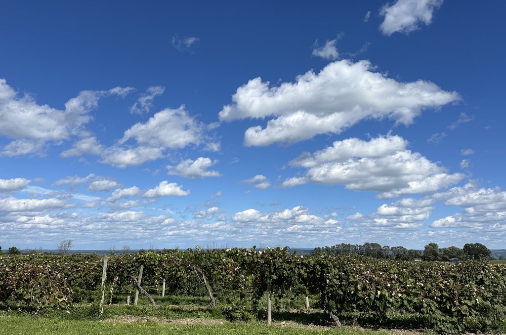 A drive through the hills and the scent of grapes is in the air