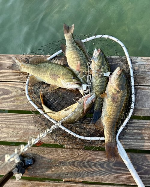 The bounty of the lake..yes I do keep some fish and clean them and cook them. They are tasty and ...