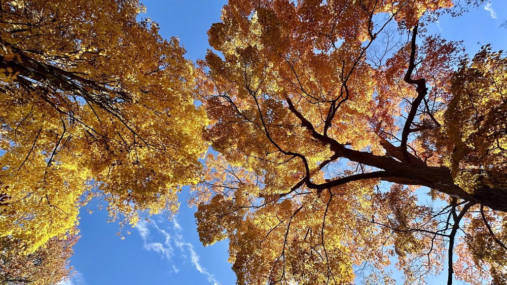 the leaves,&nbsp;&nbsp;looking up&hellip;..