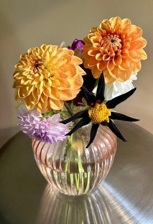 Julie’s dahlias&hellip;.
