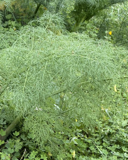This is wild fennel. It grows everywhere in Sicily. in my childhood one of the gastronomical trea...