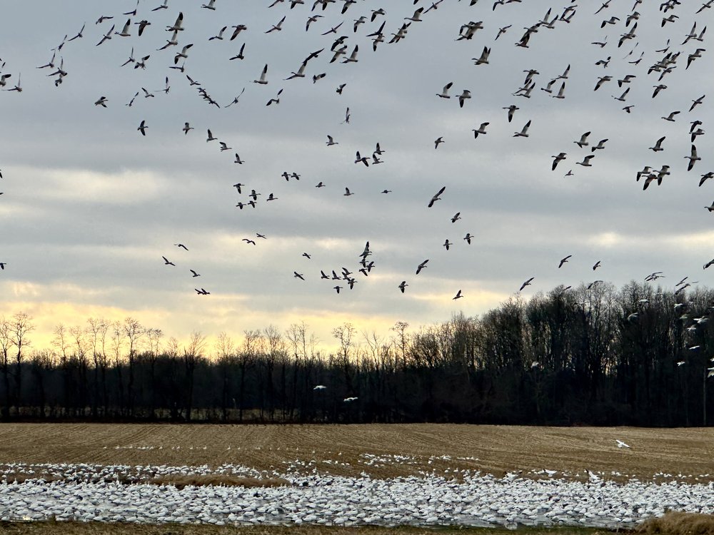 Large flocks of snow geese were nesting through our area. They would take their time feeding on t...