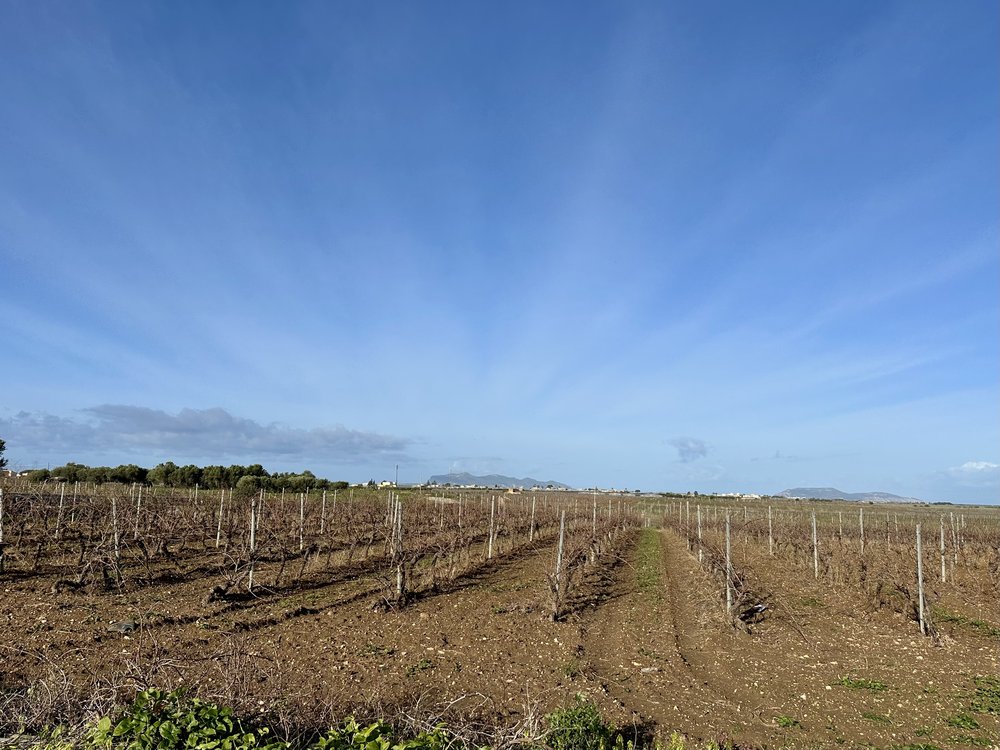 grape vines everywhere&hellip; their history is just as gnarly as their roots and the soil in whi...