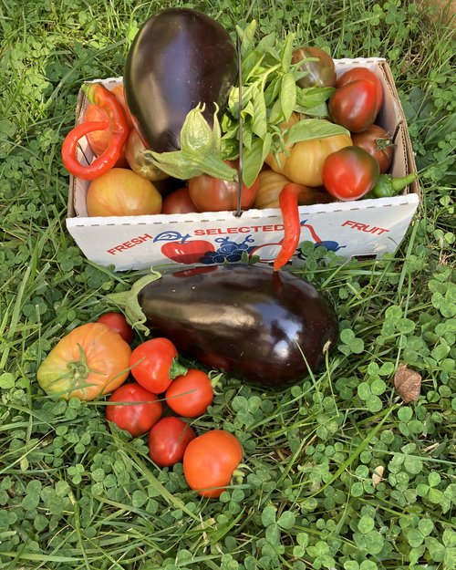 Afternoon harvest 