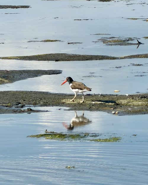 Orange billed oyster catcher