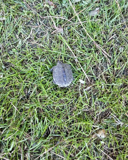 Julie rescued this lost hatchling diamond back terrapin who was trying to cross a parking lot.
