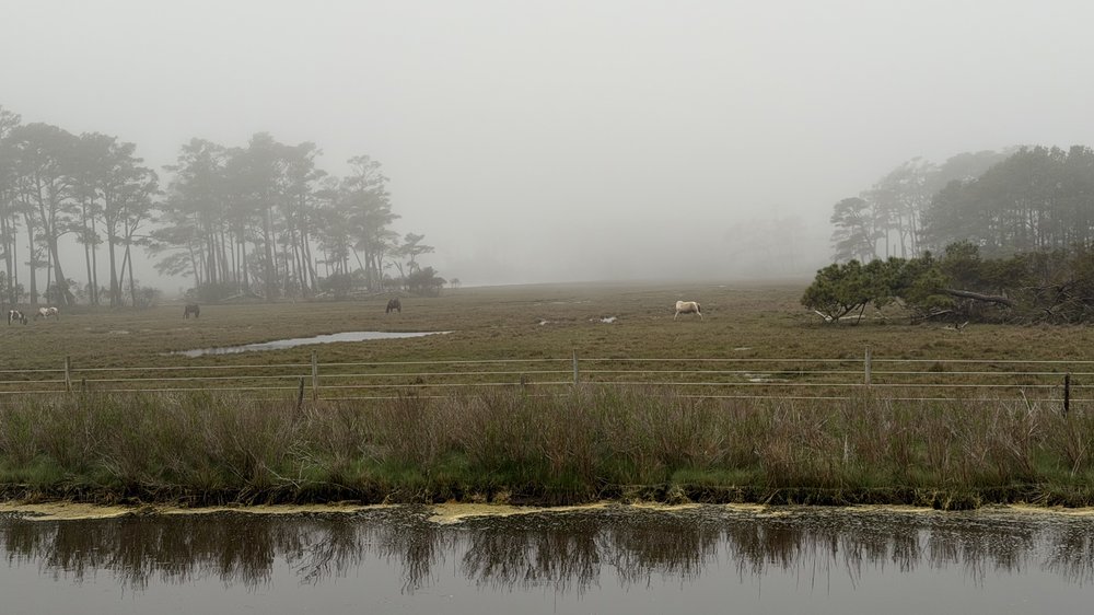 and always, the ponies&hellip;