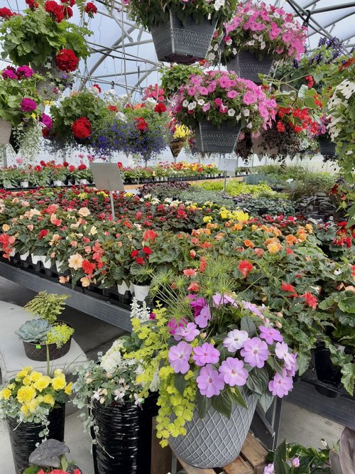 Here is a bit of the flowers for sale at Westview Farms.
