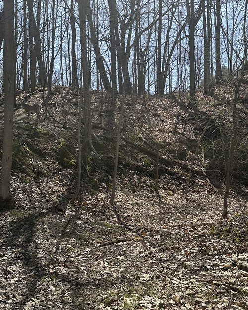 Find the deer in the woods!