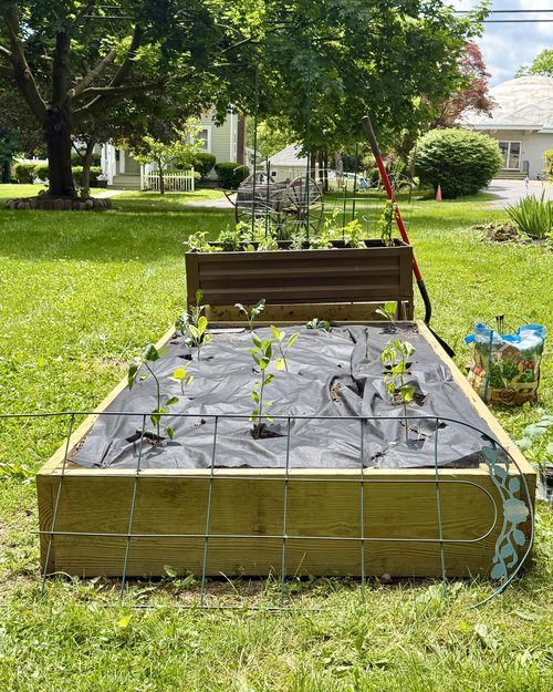 Most of the garden is now planted