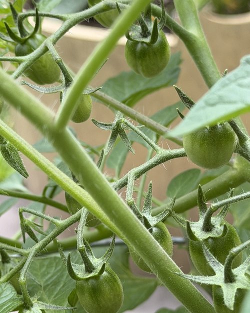 Ditto for the tomatoes