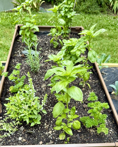 I am&nbsp;anticipating a bumper crop of basil in many varieties