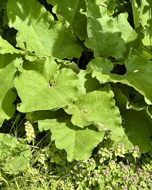 I discovered a nice large patch of cardoons along the Outlet Trail.