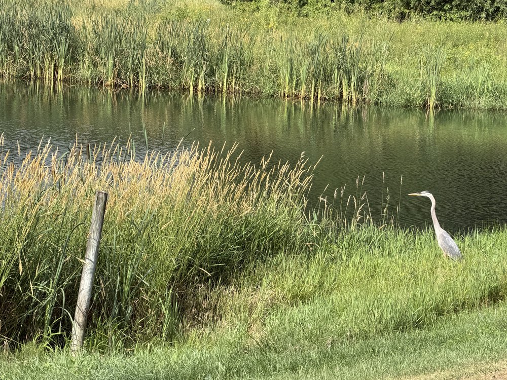 A watchful heron&hellip;