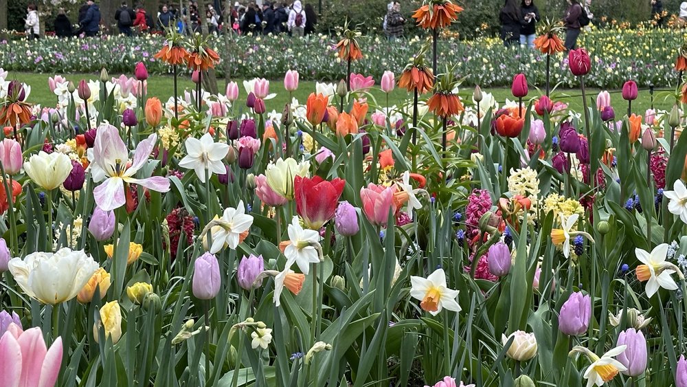 &hellip;&hellip; and of course there’s always the tulips&hellip;.