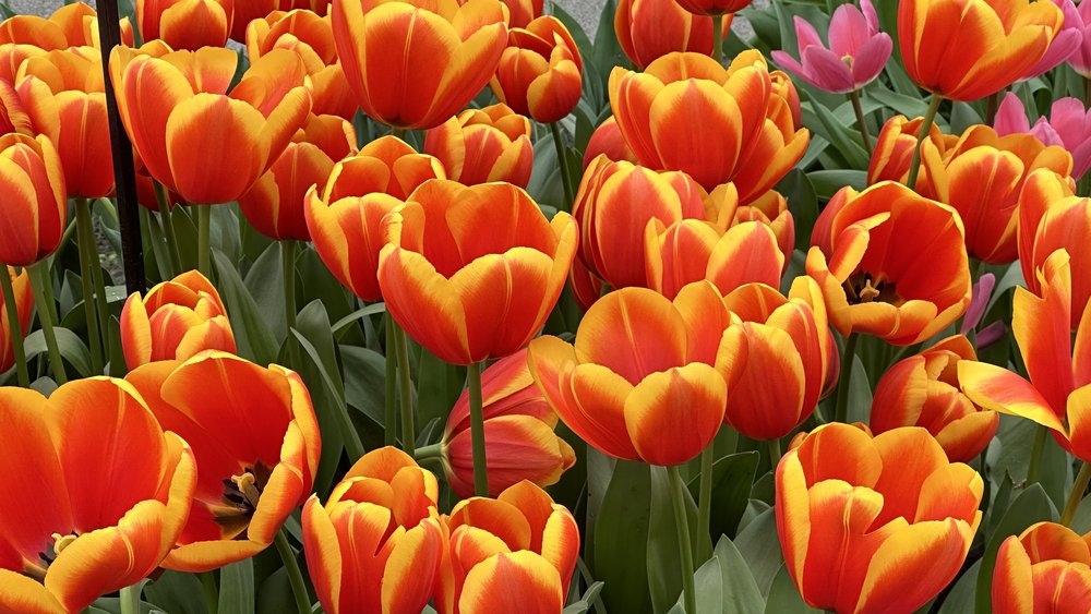 I’ve always had a soft spot I my heart for tulips&hellip;.and cheese&hellip;