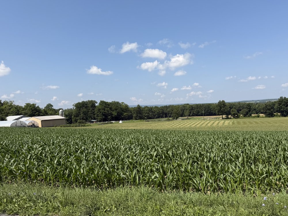 As they say, knee high&nbsp;by&nbsp;the Fourth of July