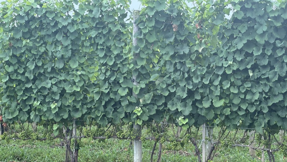 The grapevines at Kemmeter winery where Sans Dumplings is located.