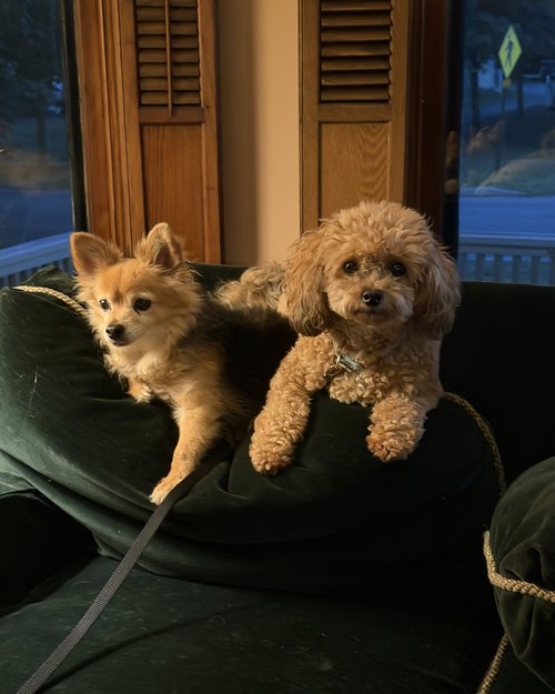 Penny on the right is the wonder dog of our daughter Grace. Grace is visiting Rose in San Francis...
