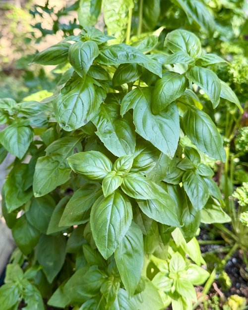 Basil is the king of herbs&hellip;. and we have some king-size plants