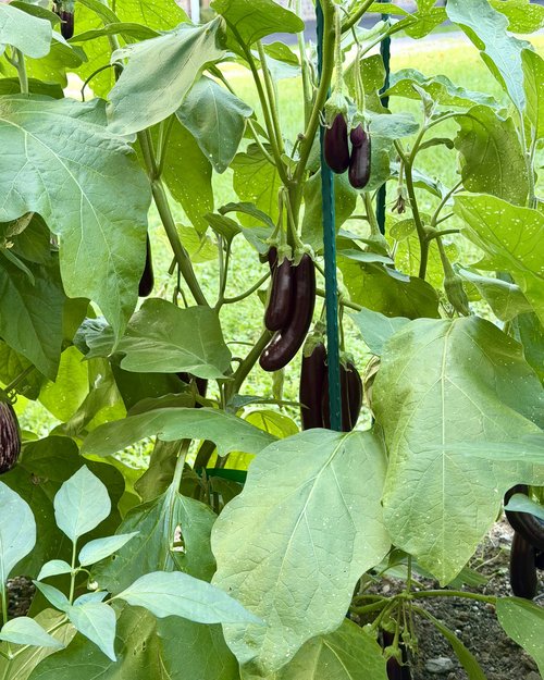 We have so much eggplant In the garden. On Friday I made a great eggplant casserole, but I think ...