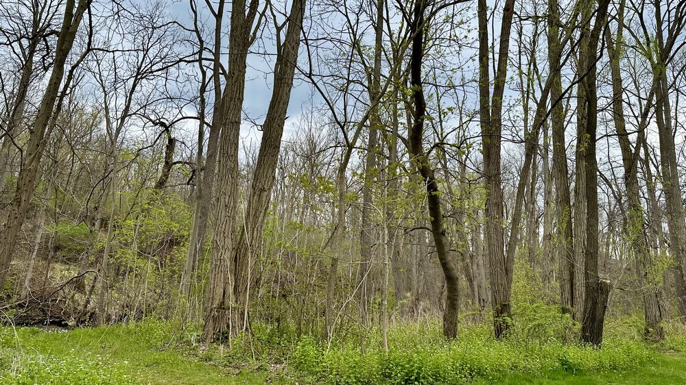 The greenery is starting to show itself on the Keuka Outlet Trail. I took the big cart out for a ...