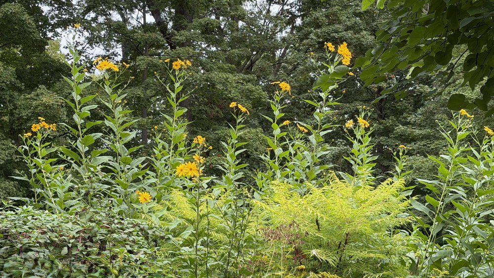 Who knows what flowers these are?