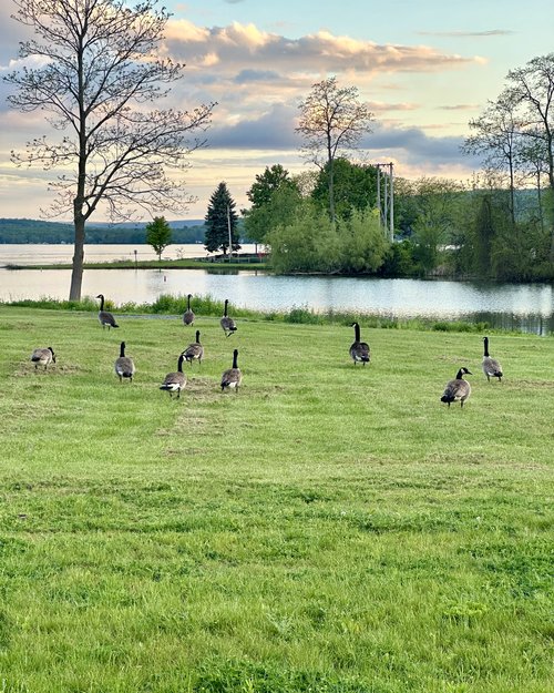 Geese, fishing at the Outlet