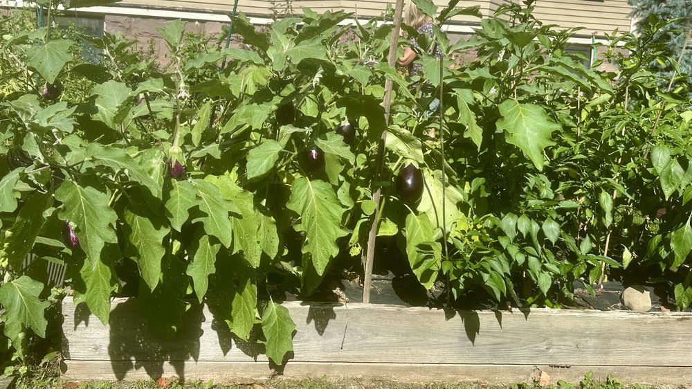 The garden