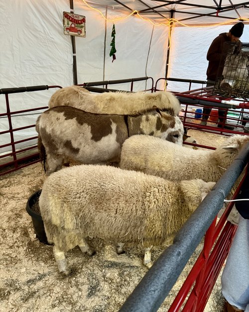 No event in Penn Yan would be complete without a petting zoo!