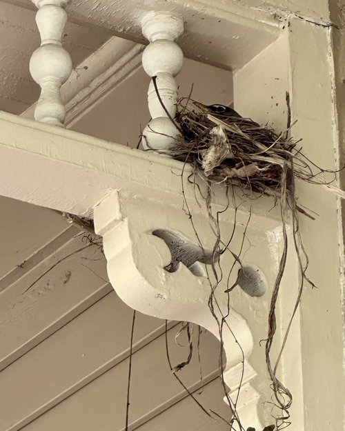 When I leave the house by the back door in Penn Yan, I look up to my right and see this nest and ...
